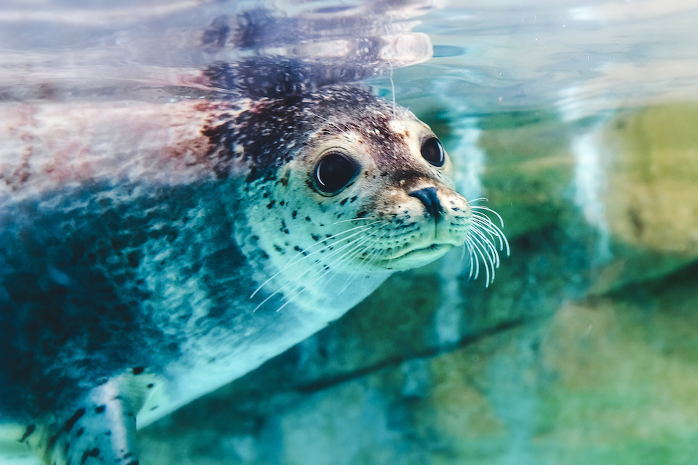 Curious Seal Looking Out In An Aquarium