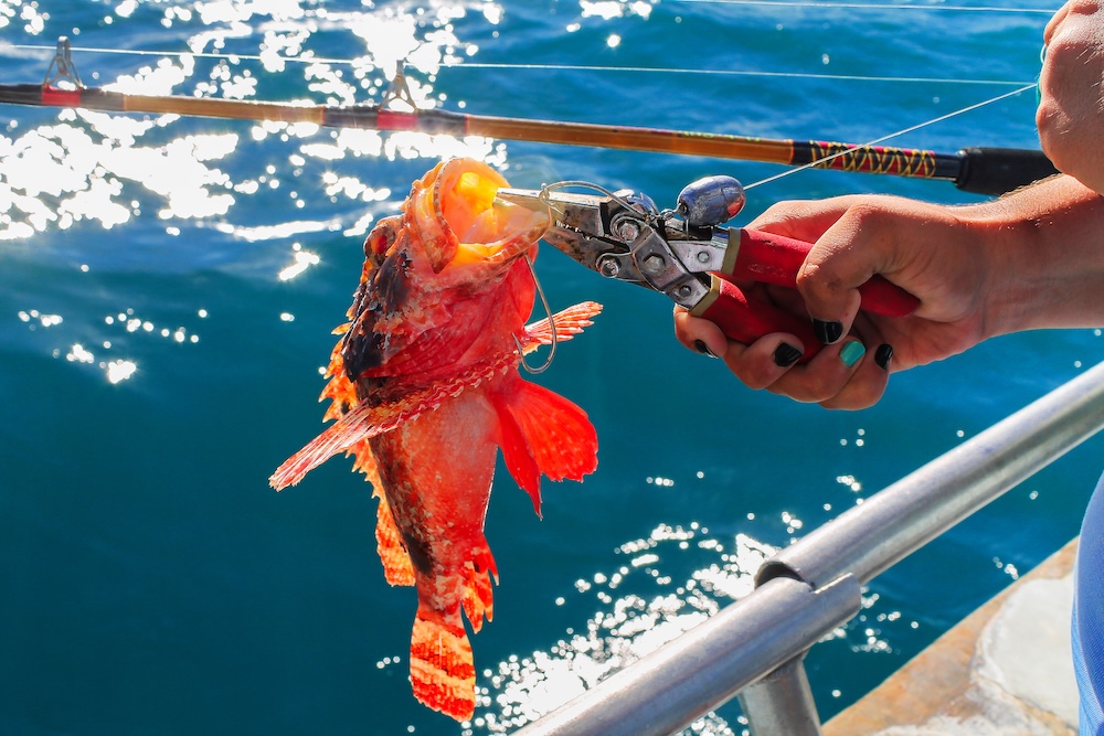 Fishing charter rockfish