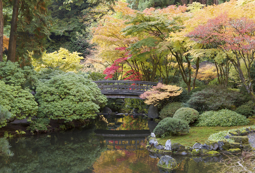 fall day in the Portland Japanese Gardens