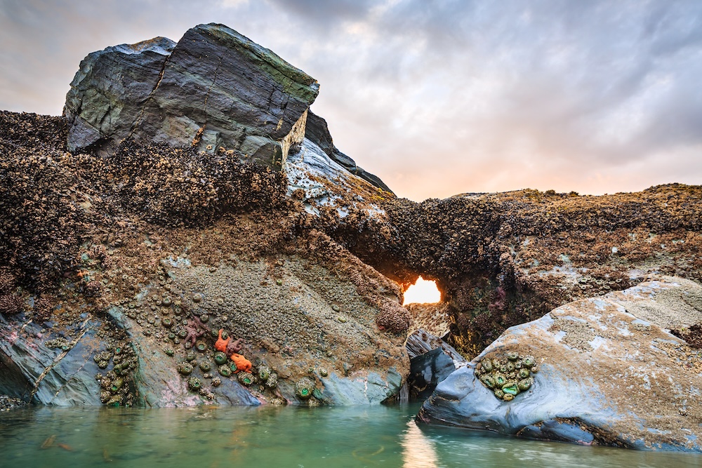 Tide Pool Oregon