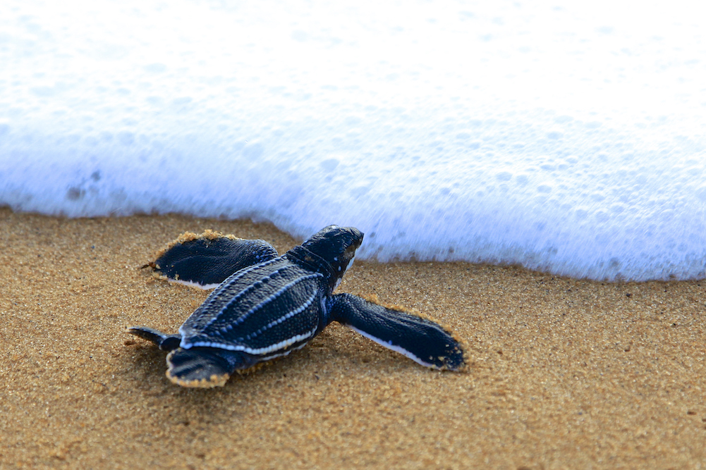 Baby sea turtle on the beach in the surf