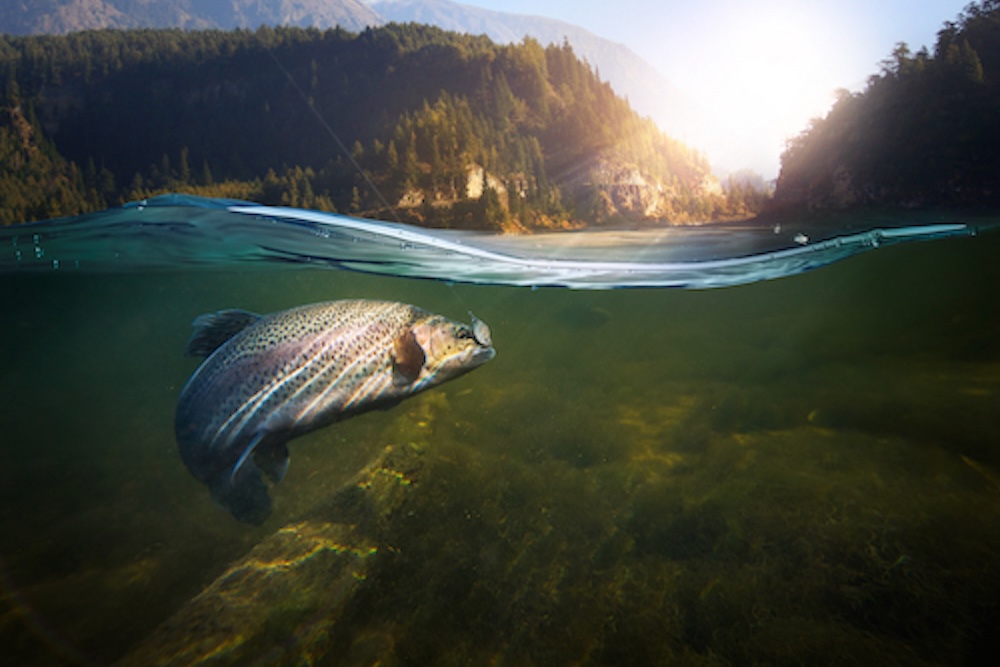 Fishing Oregon
