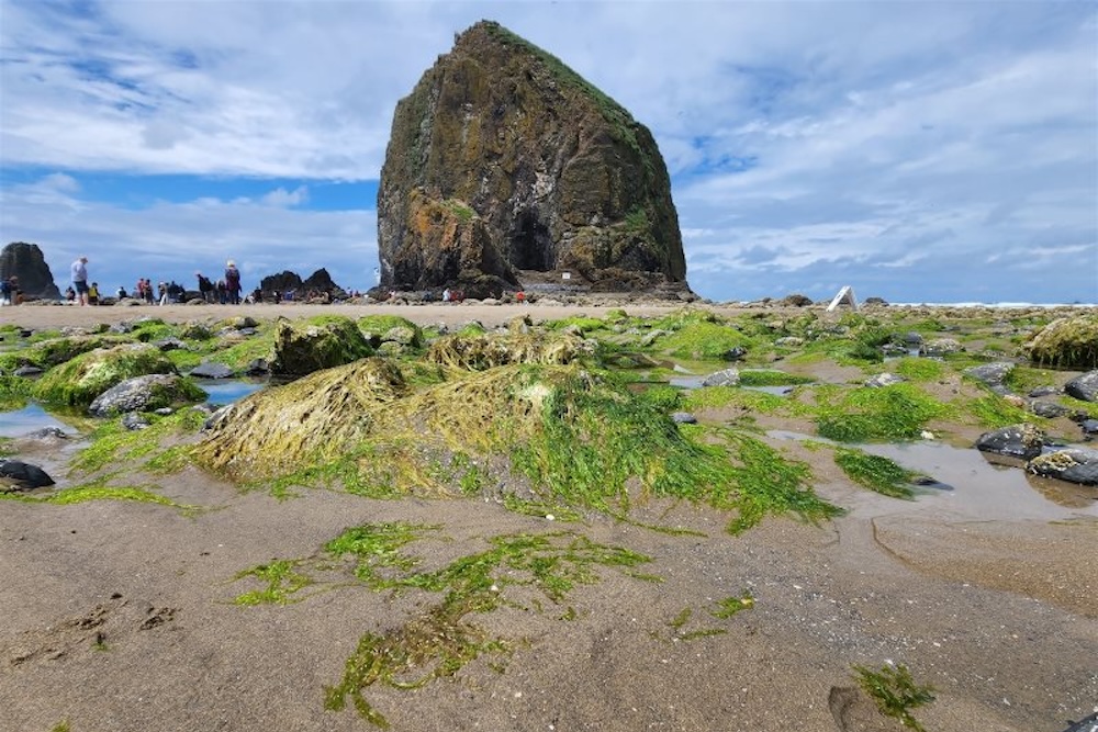 People at Base of Haystack Rock Beachcomber Image