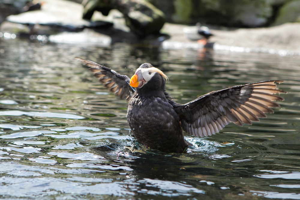 A tufted puffin in Oregon flaps its wings as it lands on water.