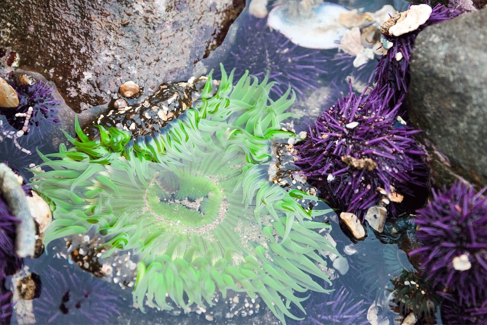 Close up of marine life in a tide pool on Cannon Beach
