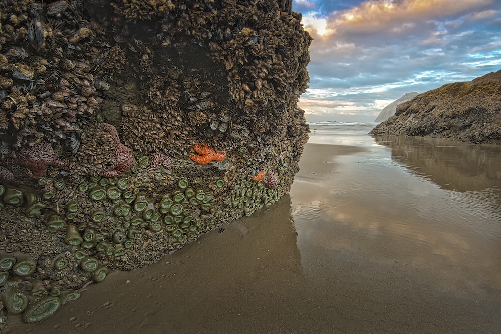 Starfish on Sea Cliff