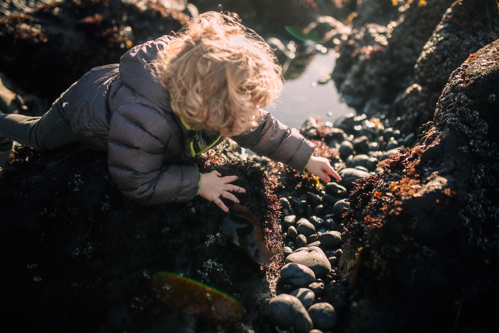 Little kid looking in a tidepool on an Oregon coast beach.