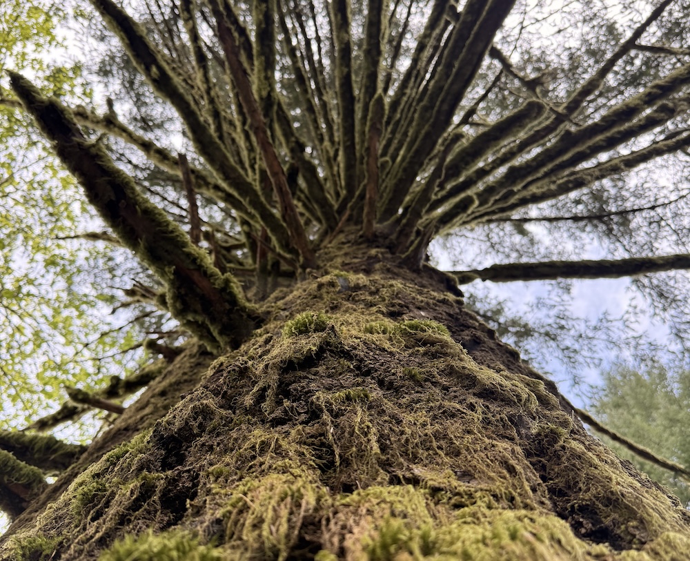 moss covered tree in oregon