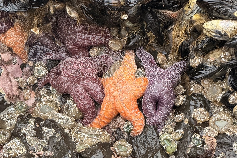 starfish in tidepool at haystack rock