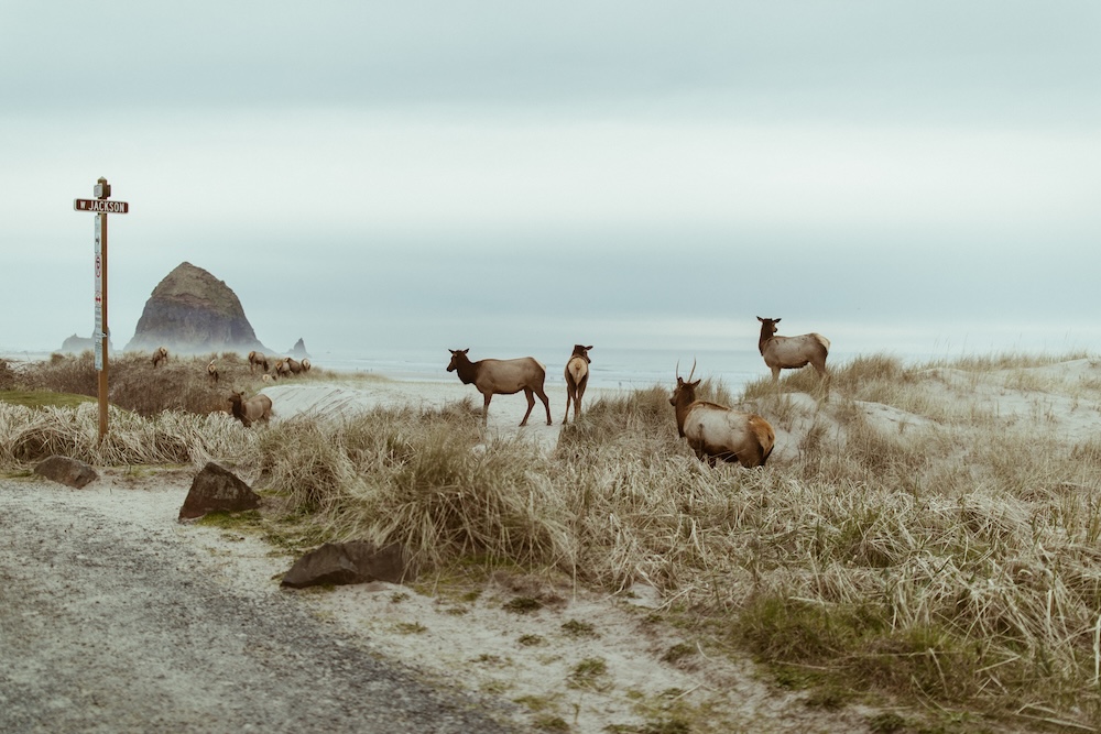 Herd of elk grazing on Cannon Beach