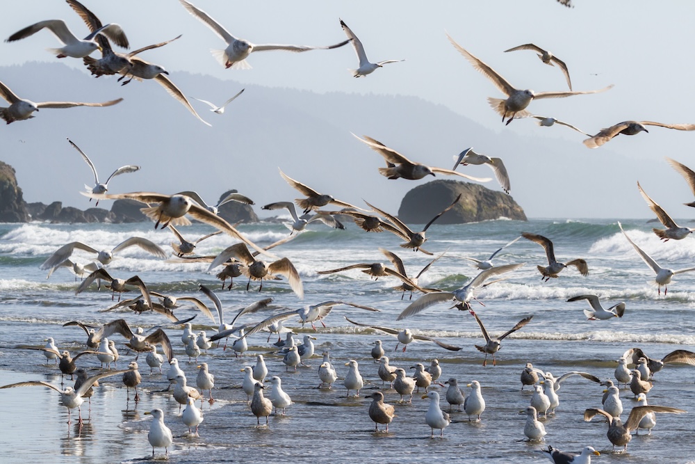 sea gulls on oregon coast