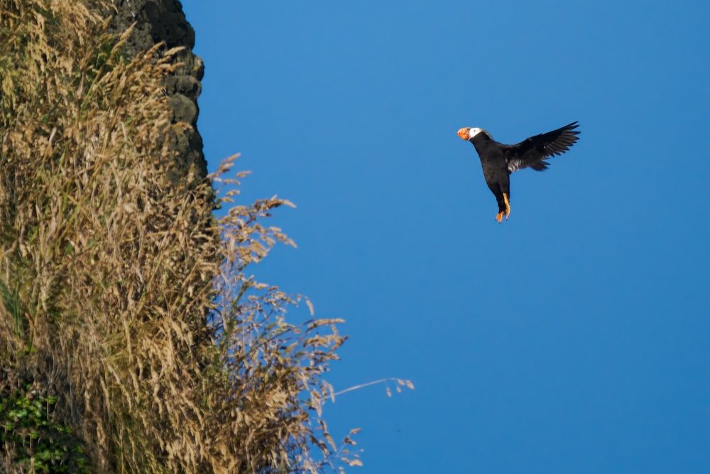 Tufted puffin landing on Haystack Rock in Cannon Beach Oregon