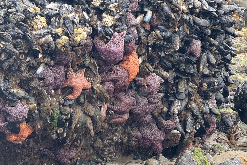 starfish covered rock at low tide in Cannon Beach Oregon