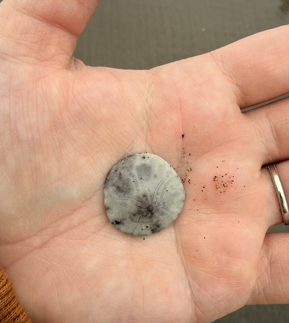 whole sand dollar in hand on Cannon Beach Oregon
